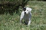 PARSON RUSSEL TERRIER 155